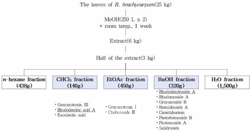 Extraction and partition o f R. brachycarpum