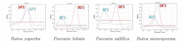 Melt peak of matK from B. superba by Real-Time PCR using PNA probe