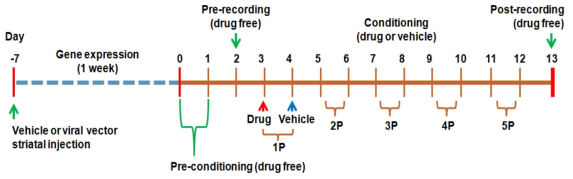 Lentiviral particles injection 및 CPP 시험 스케쥴