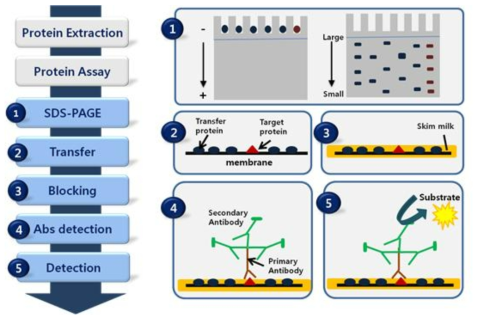 Western blotting 시험방법