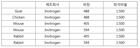 2차 항체