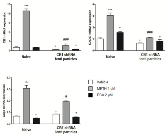 Results of qRT-PCR in the mouse primary VTA and striatal neuron.