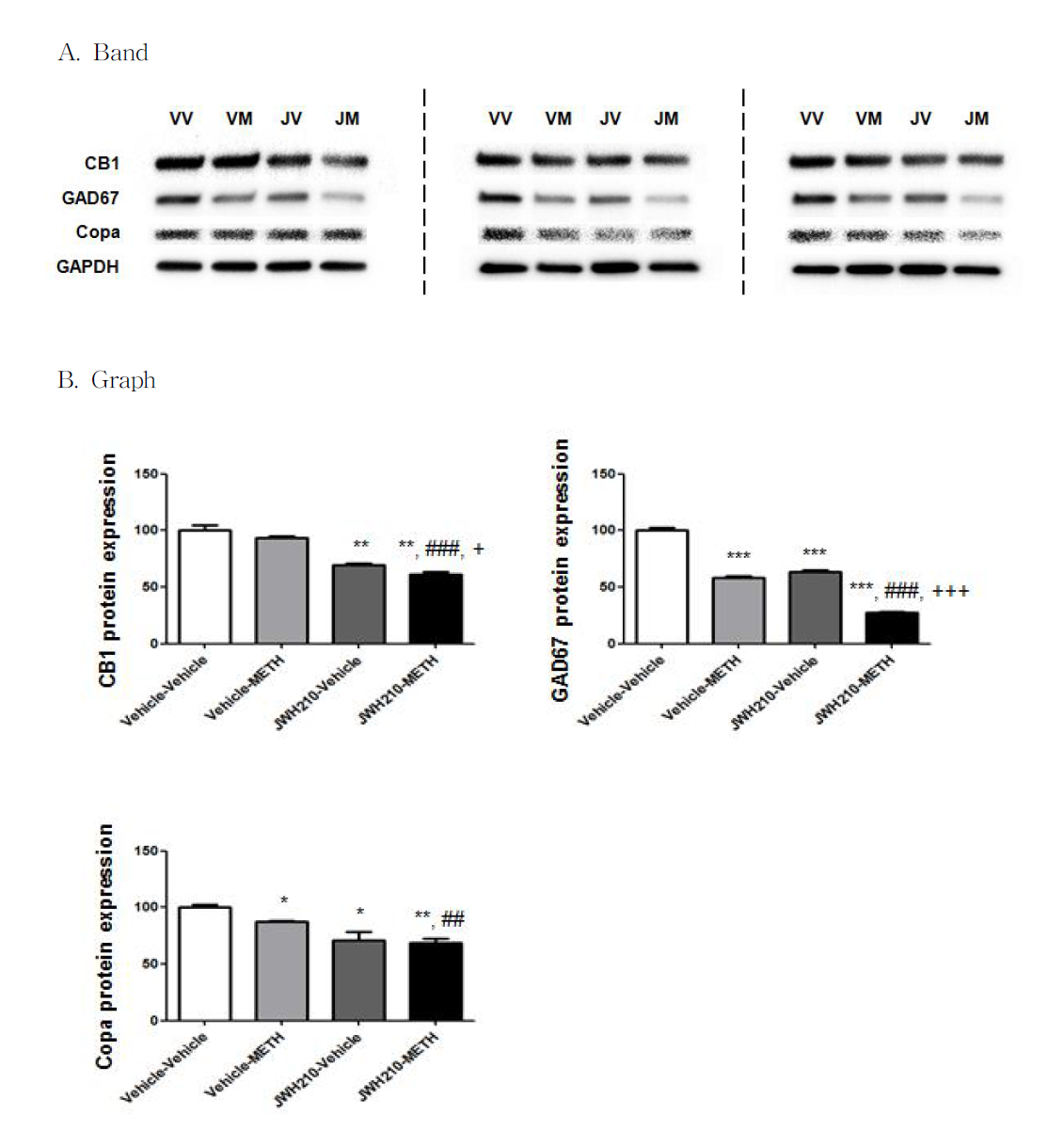 Results of Western blotting in the striatum and NAc. of mice brain.