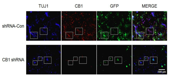 Results of immunocytochemistry in the mouse primary VTA and striatal neuron.