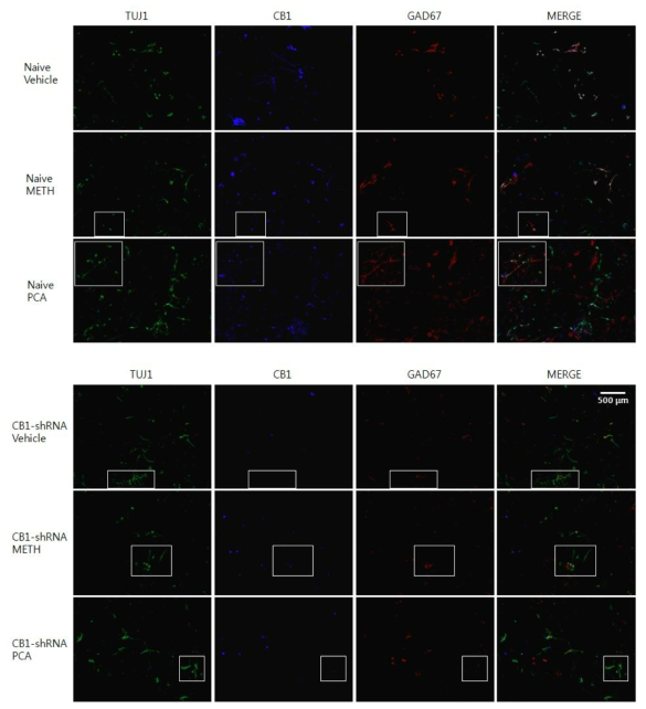 Results of immunocytochemistry in the mouse primary VTA and striatal neuron.