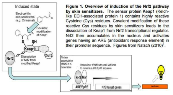 감작성 물질에 의한 감작정도를 Nrf2 pathway의 활성화를 생체지표로 평가하는 KeratinosensTM 시험법