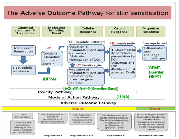 The Adverse Outcome Pathway for Skin Sensitisation