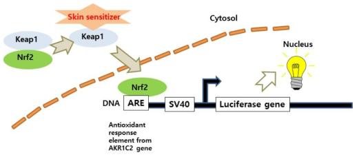 Activation of the Keap1/Nrf2/ARE signaling pathway