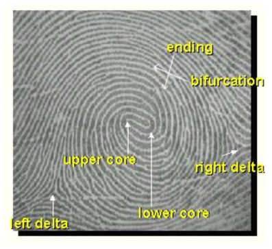 지문의 특징점