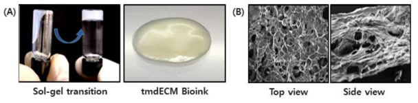 바이오 잉크 제작. 온도 변화에 따른 Sol-gel transition 확인 (A) 및 동결건조 후 주사 전자 현미경 (SEM) 이미지