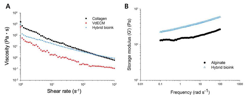 Hybrid bioink의 물리적 거동 분석. 바이오 잉크의 점성 측정 결과 (A) 및 기계적 강도 분석 (B)