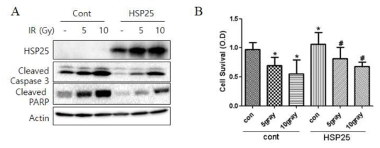 HSP25 과발현 뇌세포에서 방사선에 의한 세포사에 대한 웨스턴블러팅 (A) MTT법에 의한 살아있는 세포수 (B) *p<0.05 vs untransfected control; #p<0.05 vs HSP25 transfected control