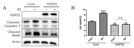 HSP25 과발현 뇌세포에서 전자파 노출에 의한 세포사에 대한 웨스턴블러팅 (A) Flow cytometry법에 의한 세포사 (B) ***p<0.005 and **p<0.01 vs untransfected control