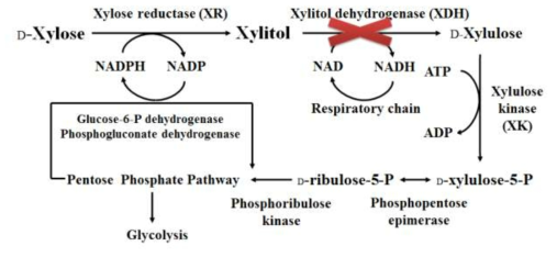 XDH gene knock-out in xylose metabolism using homologous recombination method