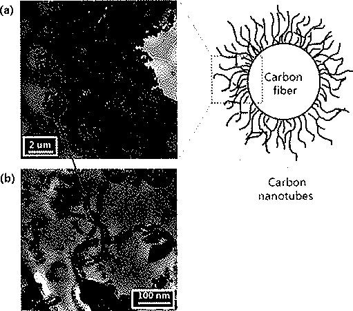 TEM images of carbon fibers after the CNT growth (The CF/CNT was immersed in epoxy in preparation for being ultra-microlomed. The hole observed in (a) is the original position of the carbon fiber which was pulled oul during microioming