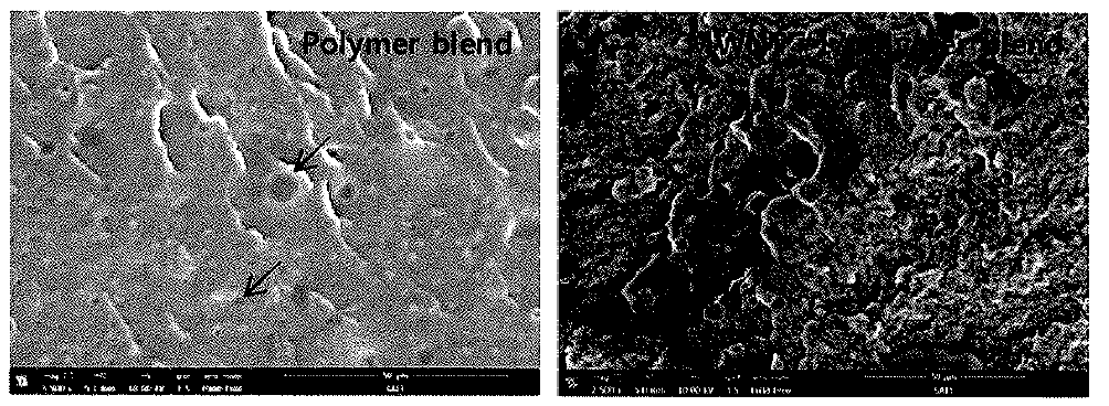 상분리 폴리머 및 MWNT/polymer blend 복합재의 SEM 이미지