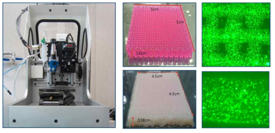 세포 프린팅 시스템 (좌), 제작된 하이드로젤 스캐폴드(중), 하이드로젤 스캐폴드 내부의 세포 형광 사진 - Live/Dead cell assay 결과 (우)