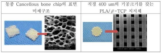 동종 Cancellous bone chip과 PLA/TCP 지지체의 표면 미세구조