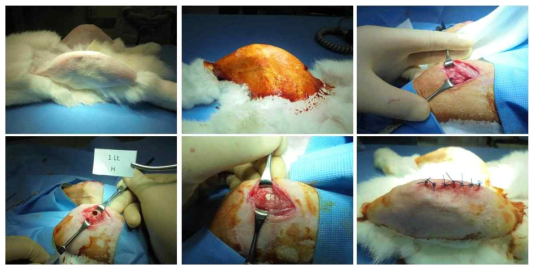 토끼 대퇴골 결손 모델을 이용한 동물시험 방법