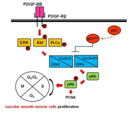 PDGF-BB 신호전달 경로