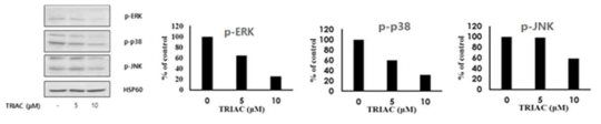 TRIAC의 MAPK 기전 억제 확인