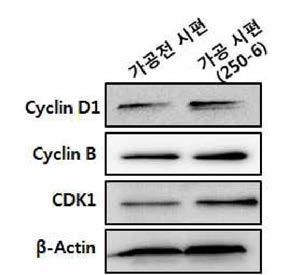 The expression of the cell cycle proteins, cyclin Dl, cylin B and CDK1 of MG-63 osteosarcoma cells on implant surface