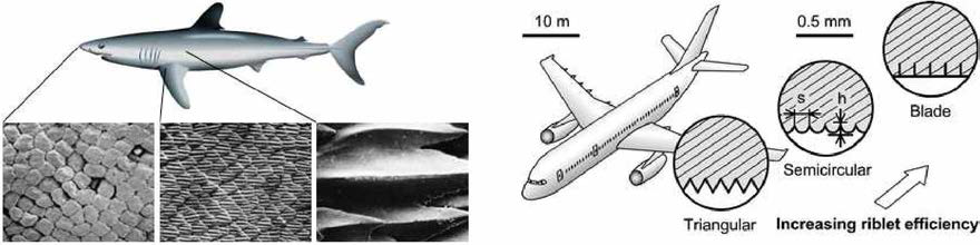 Shark skin structure and micro-riblets surface application