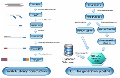 Bacterial mRNA library construction pipeline과 이를 NGS sequencing 후 gene expression pattern을 분석하는 pipeline을 setting 하였음