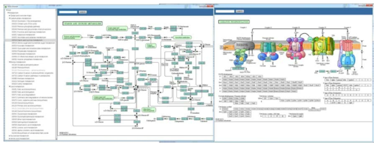 Pathway analysis module 개발. KEGG database를 탑재하여 개발하였음