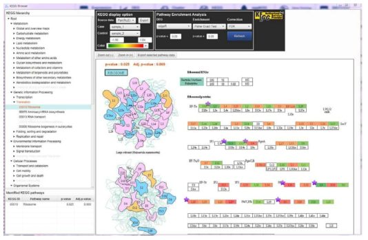 개발한 KEGG pathway browser의 모습