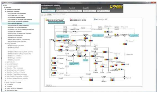 Pathway viewer 모습. 상위 panel 에서 살펴볼 strain을 selection 하고 좌측 panel 에서 kegg pathway 를 selection 하면 pathway 의 상세한 정보가 나타남. 다수의 유전체를 서로 비교해서 볼 수 있도록 개발하였음