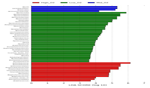 산소량이 많은 샘플, 적은 샘플, 중간 샘플을 그룹화하여 산소량에 따라 taxon들이 어느 산소량 수준에선 abundance 할 것인가에 대한 effect size를 Linear discriminant analysis score로 나타낸 결과. 산소량에 따른 그룹을 빨강, 파랑, 초록으로 구분지어 실제 산소량에 abundance한 taxon에 대해서 Bar plot 형식으로 나타내었음