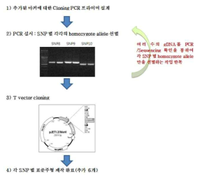 Real-time PCR을 위한 다중 마커별 표준주형 제작
