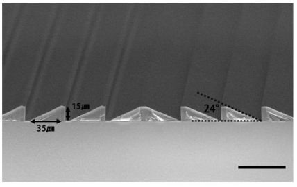 제작 완료된 24°의 각도를 갖는 마이크로프리즘 어레이의 전자현미경 사진. Scale bar: 50㎛