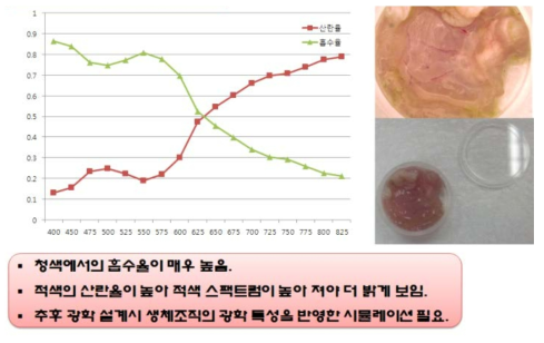 쥐의 위내벽 특성 시험결과