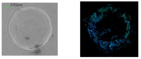 SEM image and Fluorescent image of invar surface where welding on SUS.