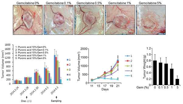 Gemcitabine 농도별로 종양의 성장 및 신생혈관 유입을 억제함.