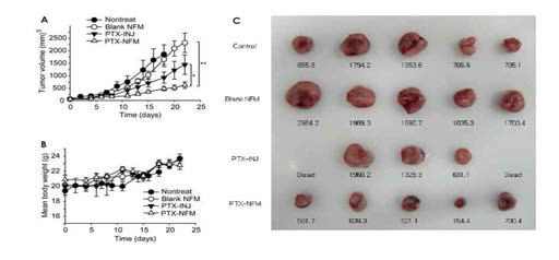 PTX 방출 스텐트 피막의 tumor growth inhibition