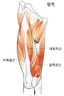 대퇴사두근