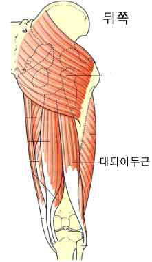 대퇴이두근