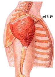 삼각근