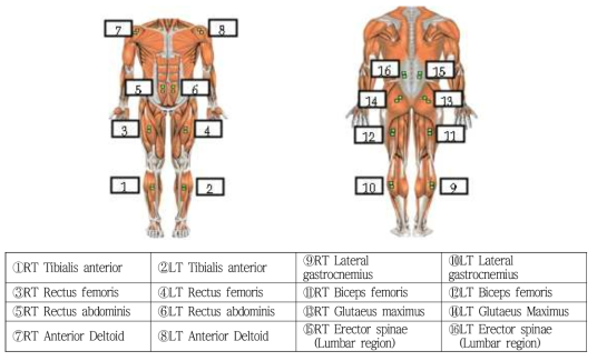 EMG분석을 위한 주요 근력 및 전극 부착 부위