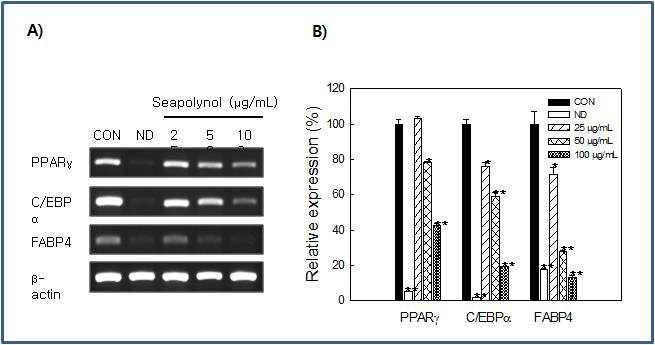 3T 3- L 1 세포에서 Seapolynol의 지방생성과 관련된 유전자의 RNA 발현 억제 효과