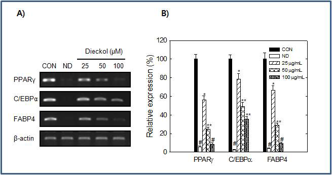 3T 3- L1 세포에서 Dieckol의 지방생성과 관련된 유전자의 RNA 발현 억제 효과