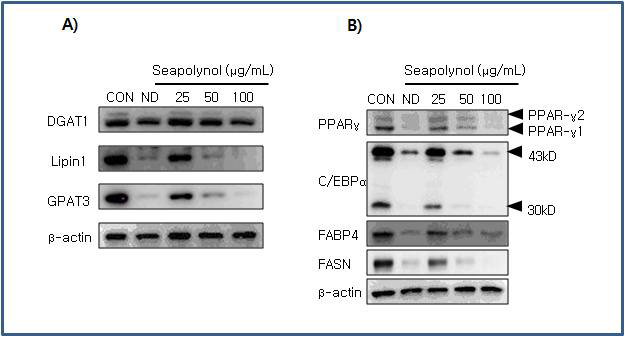 3T 3- L1 세포에서 Seapolynol의 지방생성관련 유전자의 단백질 발현 억제 효과