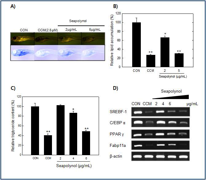 Zebrafish에서 Seapolynol의 지방축적 억제 효과