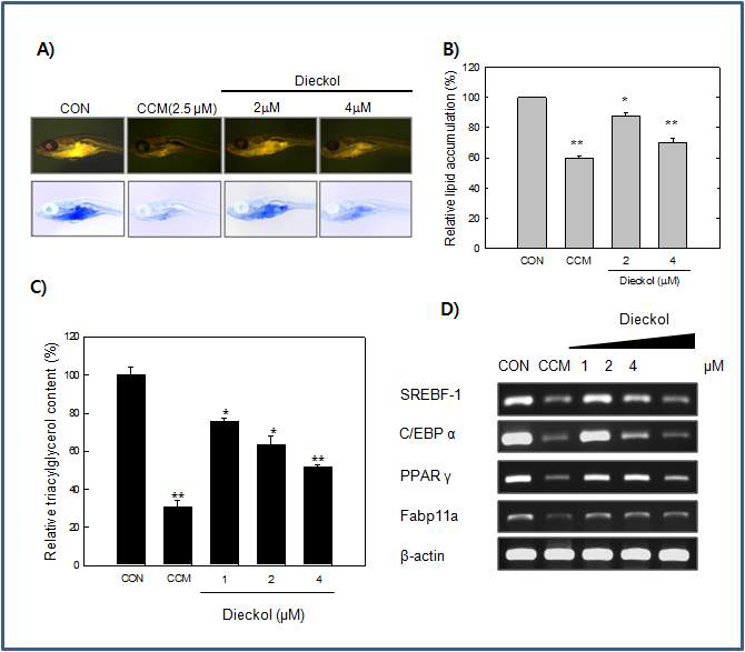 Zebrafish에서 Dieckol 의 지방축적 억제 효과
