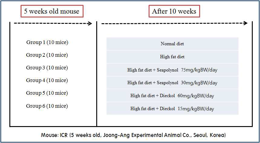 DIO mouse model을 이용한 지방축적 억제 효과 동물실험 조건