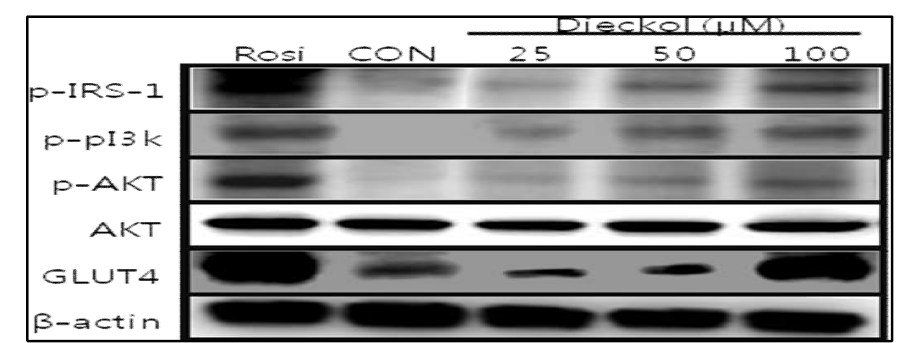 3T 3- L1 세포에서 Dieckol의 Glucose uptake관련 유전자의 단백질 발현 증가 효과