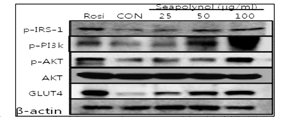 3T 3- L1 세포에서 Seapolynol의 Glucose uptake관련 유전자 단백질 발현 증가 효과